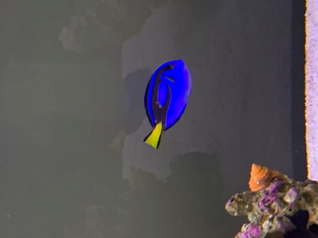 tang.jpg