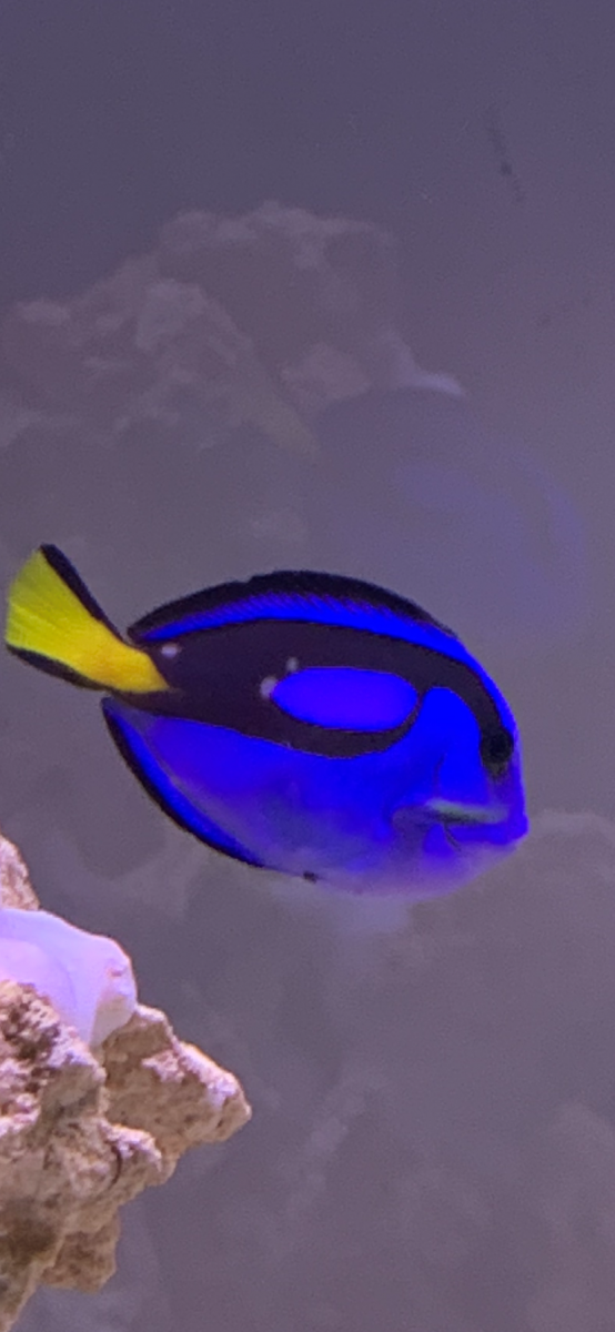 tang.png