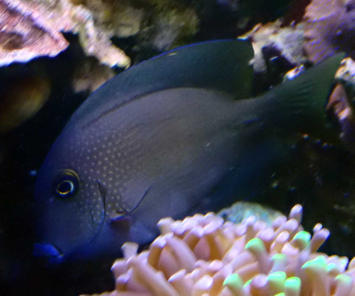 tang1.jpg