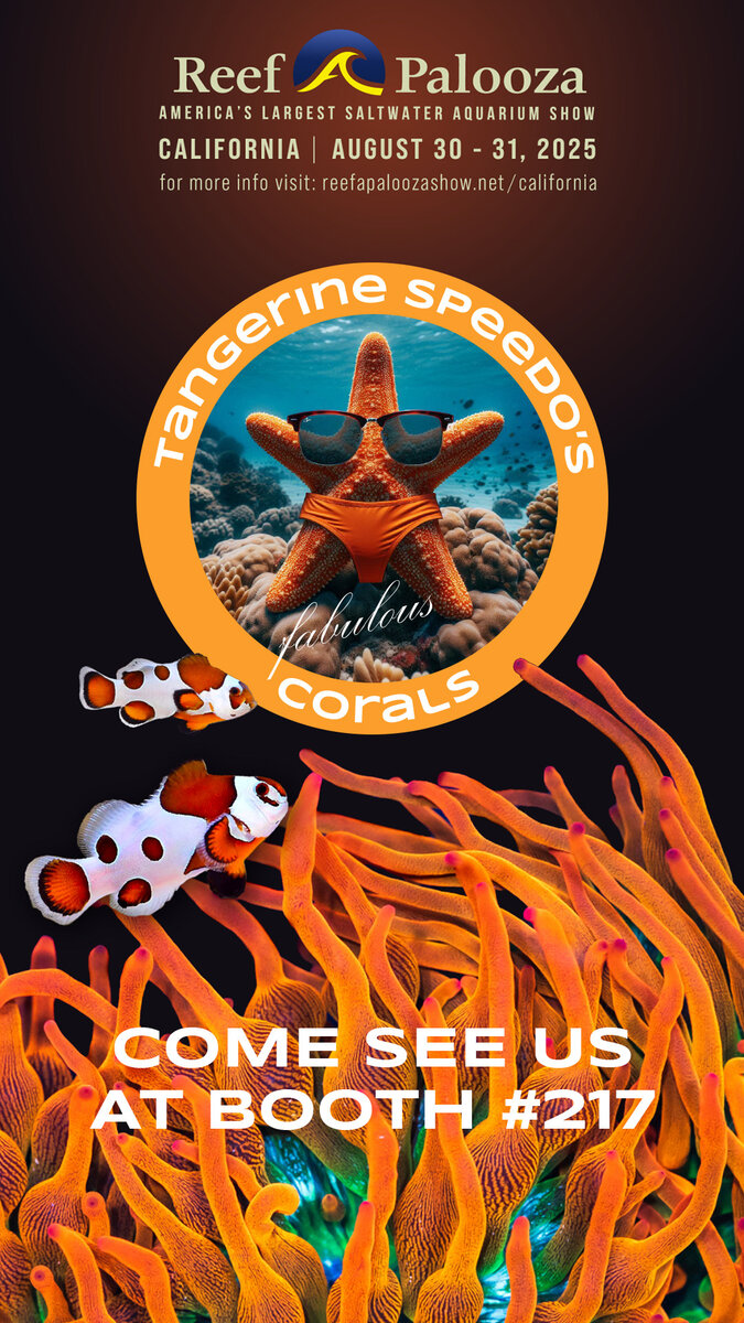 tangerine speedo reel.jpeg