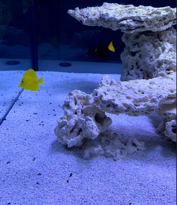 Tangs.JPG