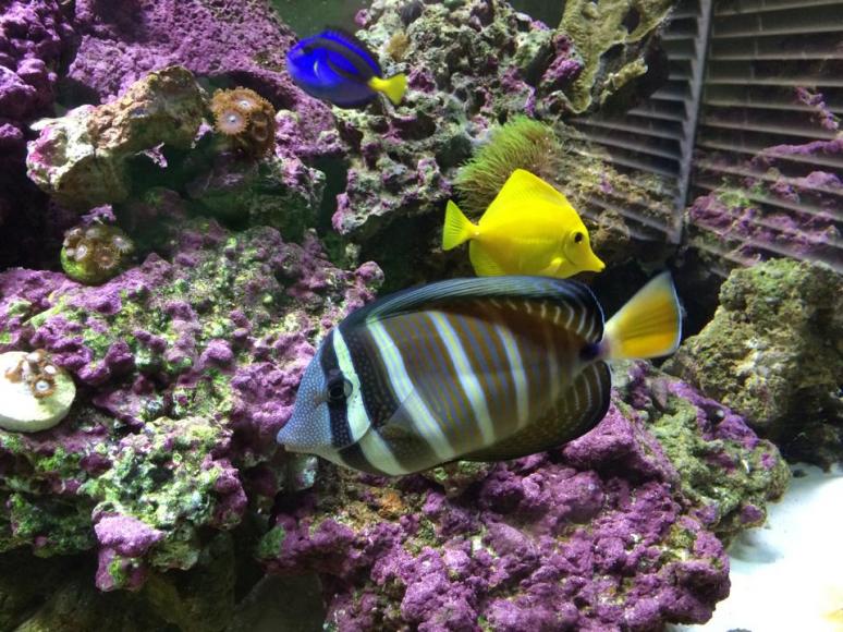 tangs.jpg