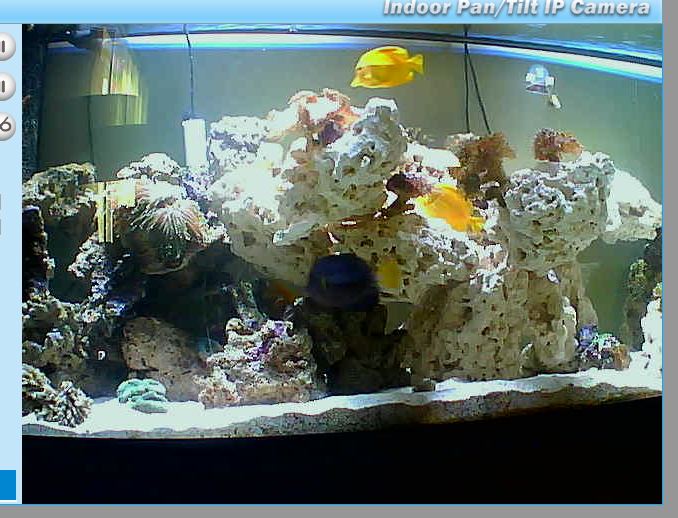 Tangs.JPG