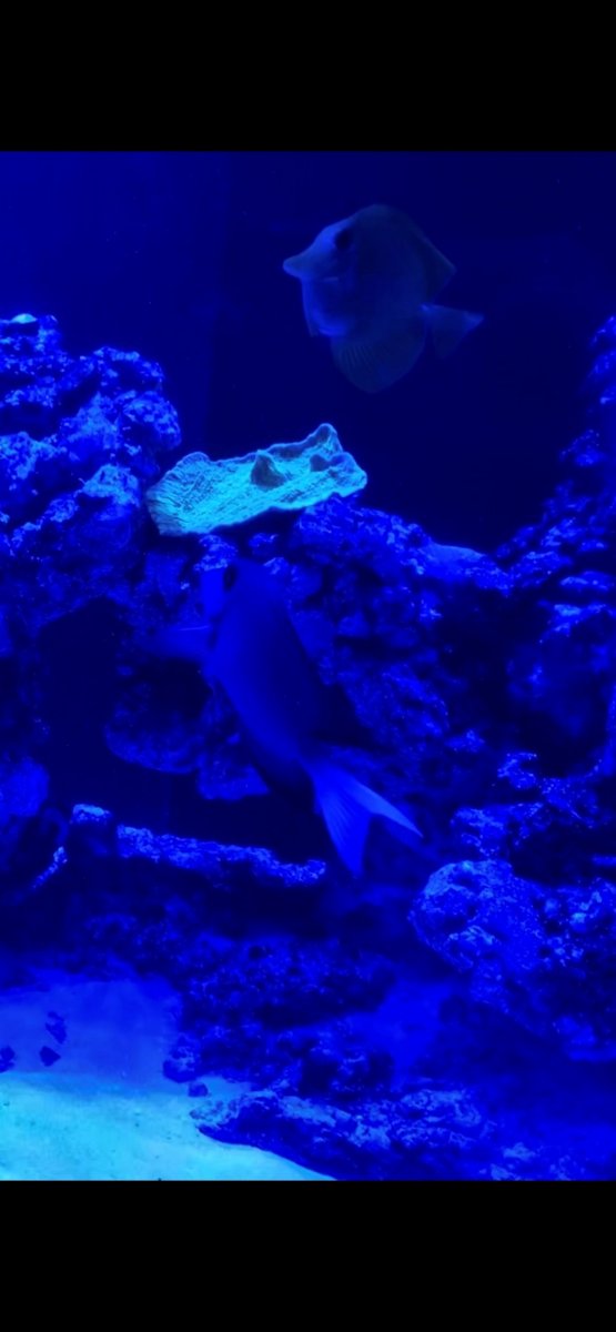 tangs.jpg