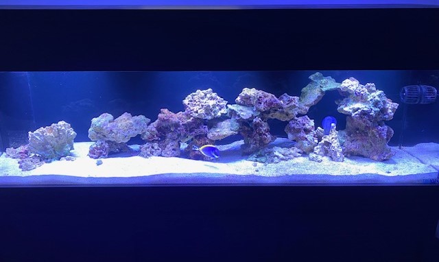 tangs.jpg