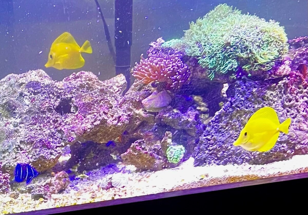 tangs.jpg