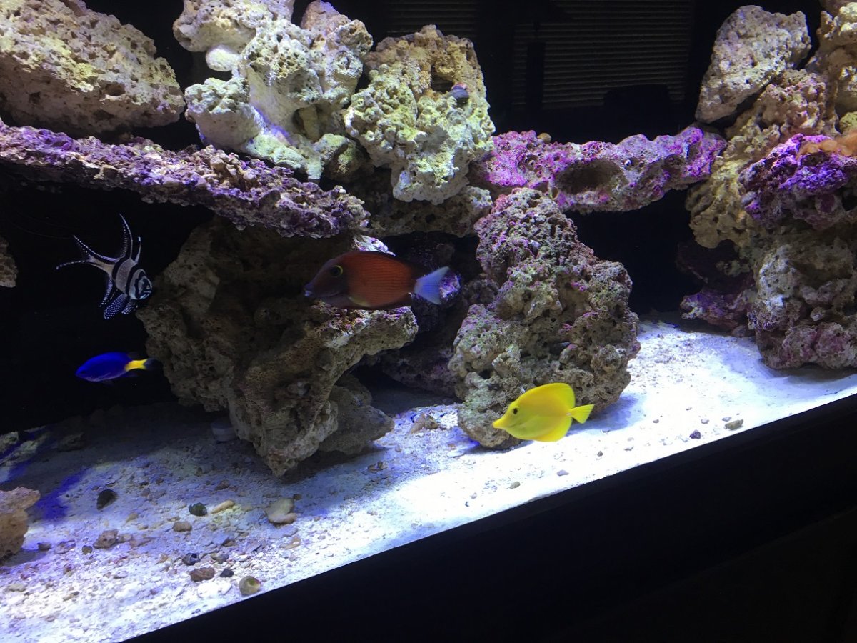tangs.jpg