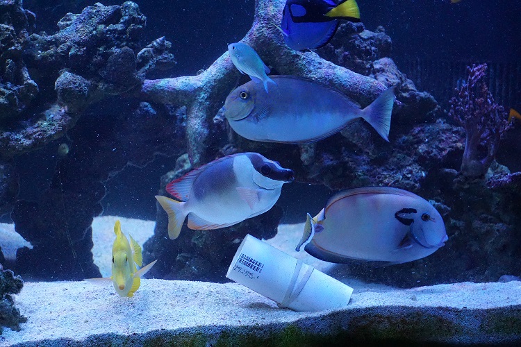 tangs1.jpg