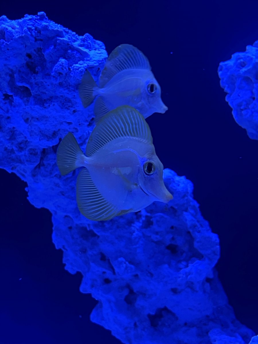 tangs1.jpg