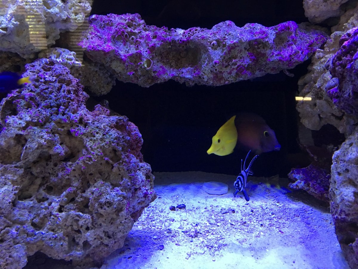 tangs1.jpg