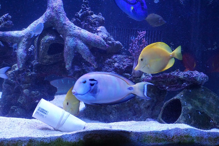 tangs2.jpg