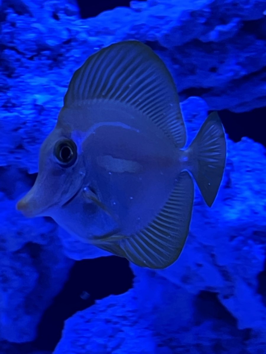 Tangs2.jpg