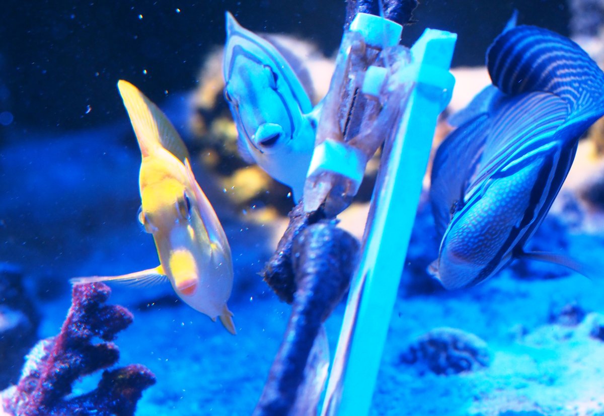 Tangs2025070801.JPG