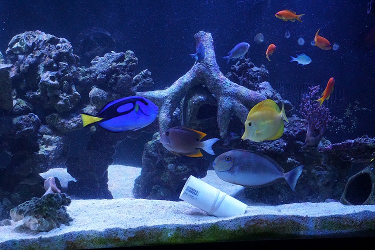 tangs3.jpg