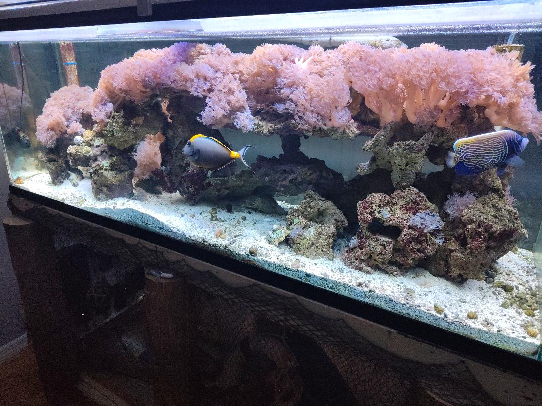 Leveling mat under aquarium, where to buy  REEF2REEF Saltwater and Reef  Aquarium Forum