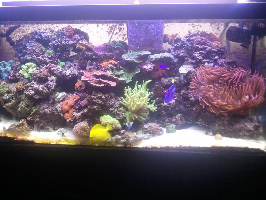 tank 2.jpg