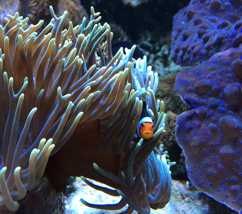 Tank 2016013107.jpg