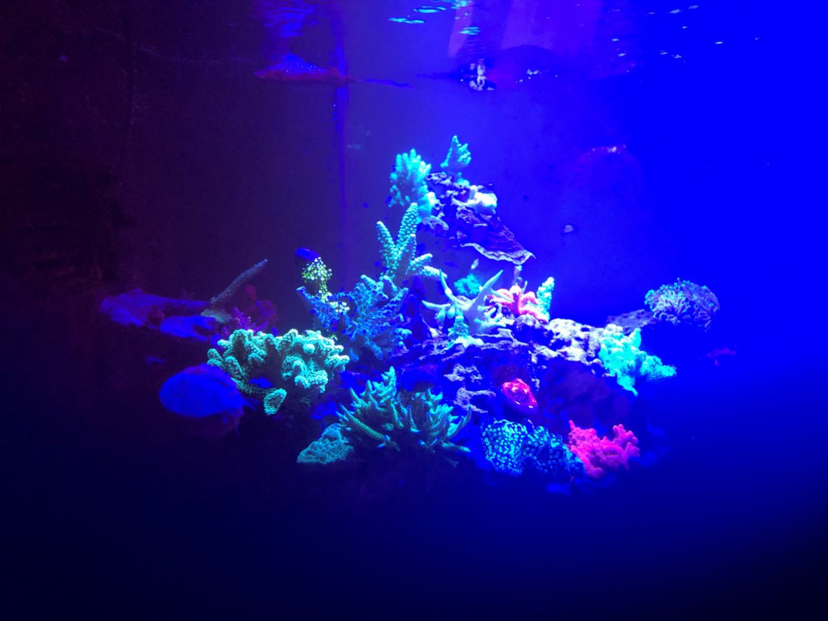 Tank 3.jpg