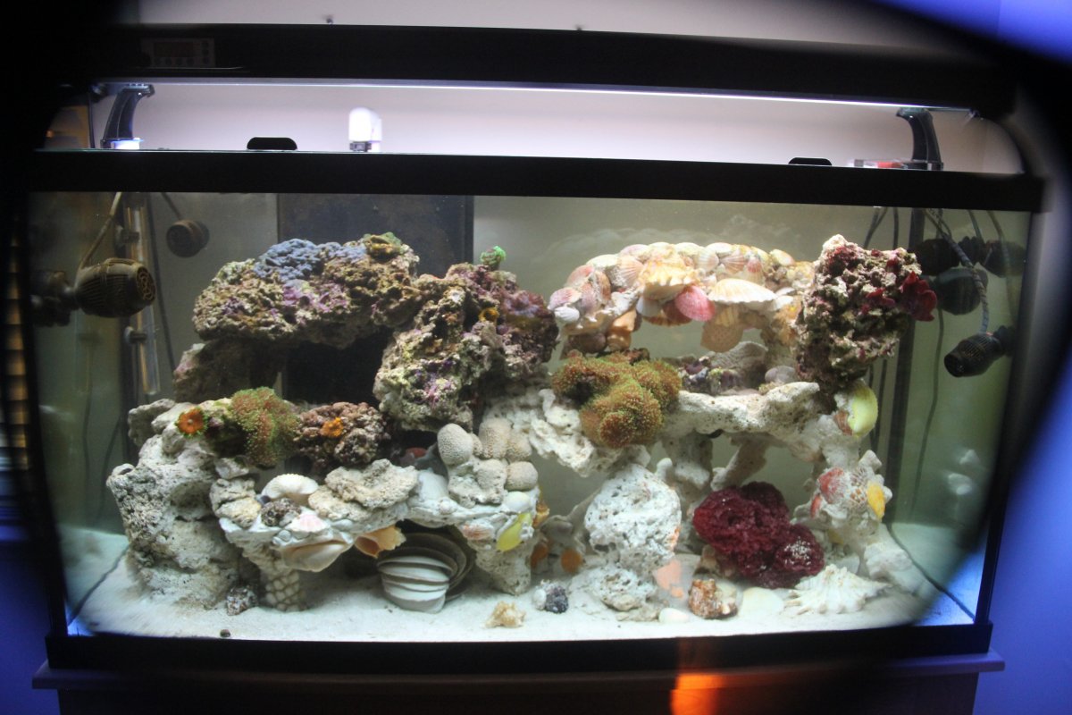 tank before fish.JPG