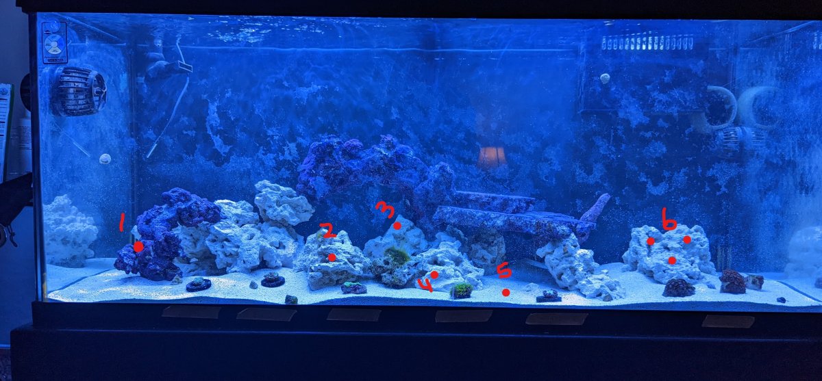 tank coral placement 1.jpg