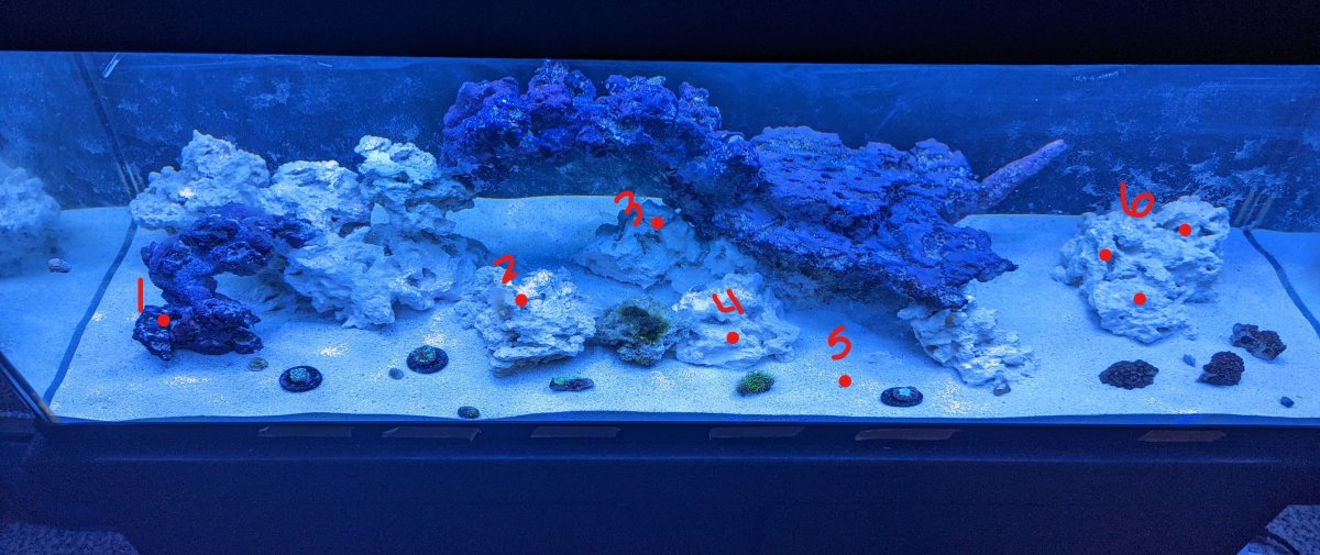 tank coral placement 2.jpg