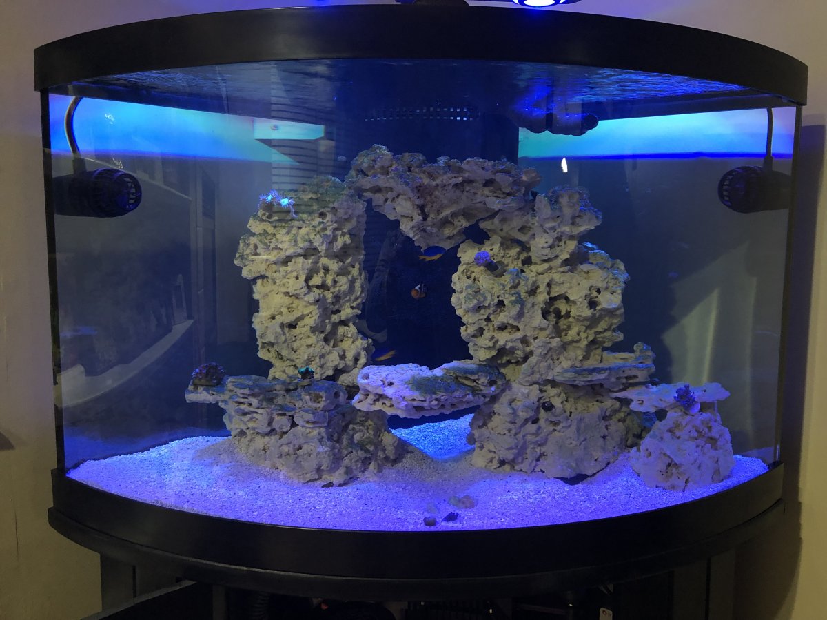 54 gallon shop corner tank