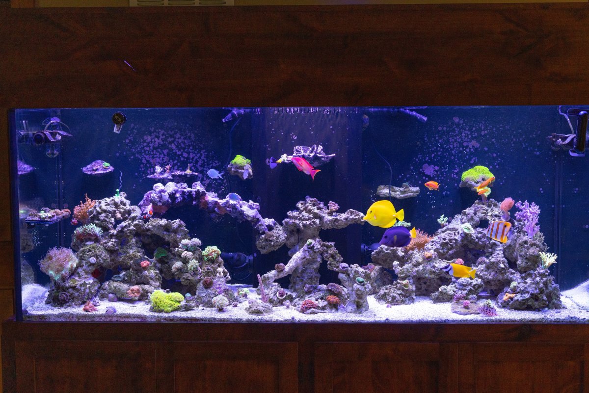 Best way of getting rid of my marinepure cubes | Reef2Reef