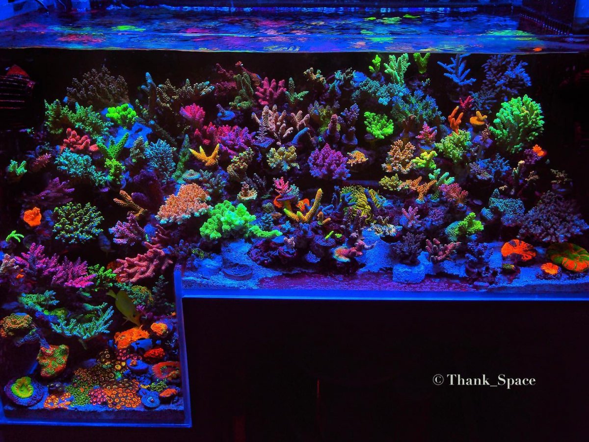 Best led lights on sale for reef tank 2018