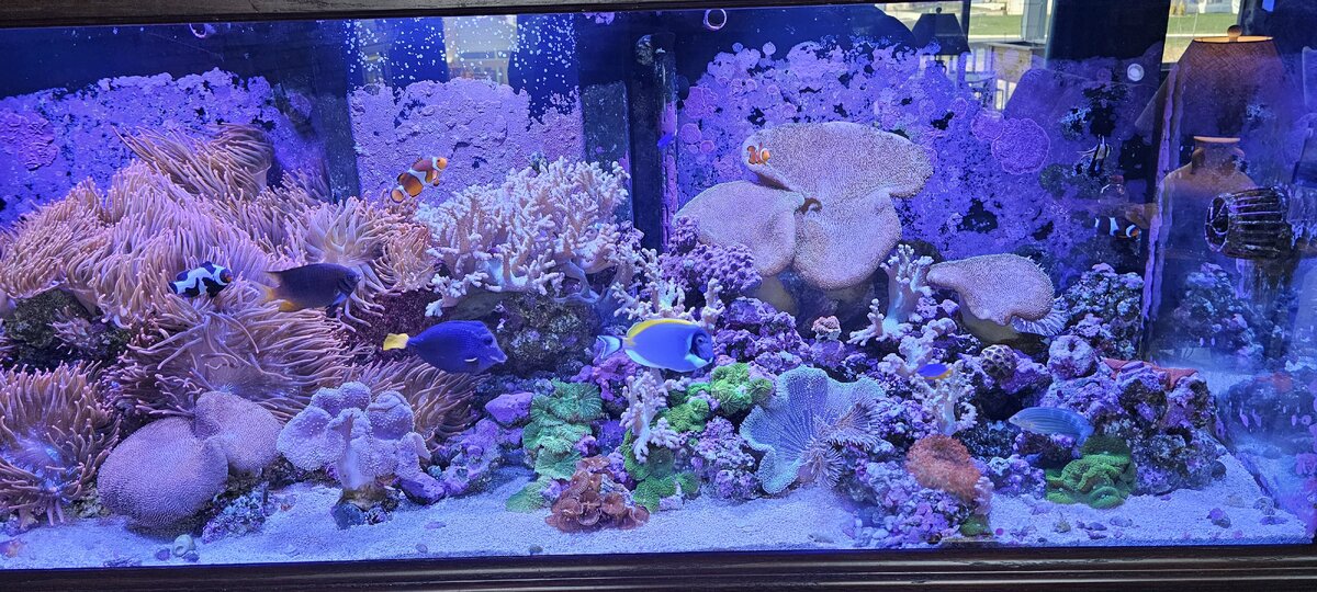 Tank Pic.jpg