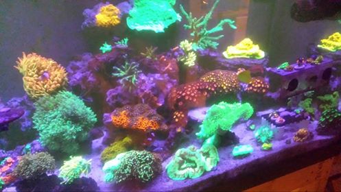 tank pic.jpg