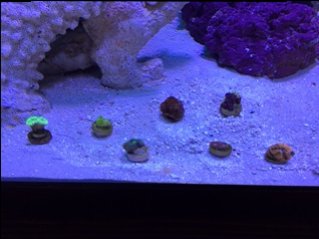 tank  pic.JPG