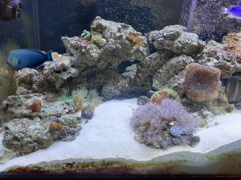 How simple is your setup | Reef2Reef