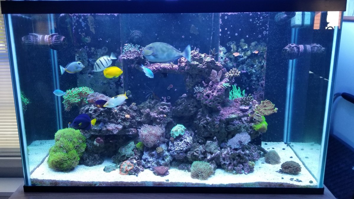 Tank shot.jpg