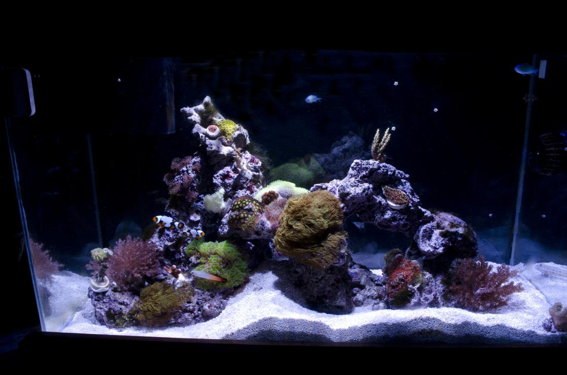 tank update.jpg