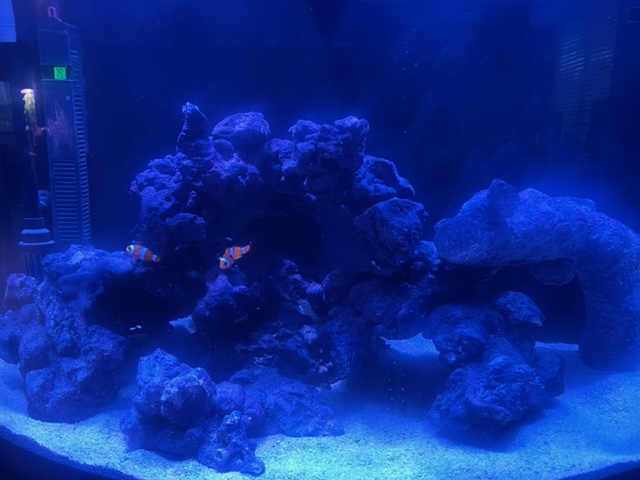 Tank-w-clownfish.jpg