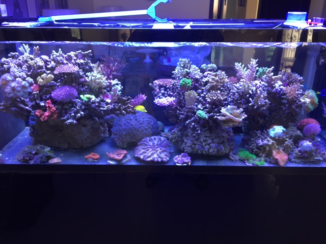 tank1.JPG