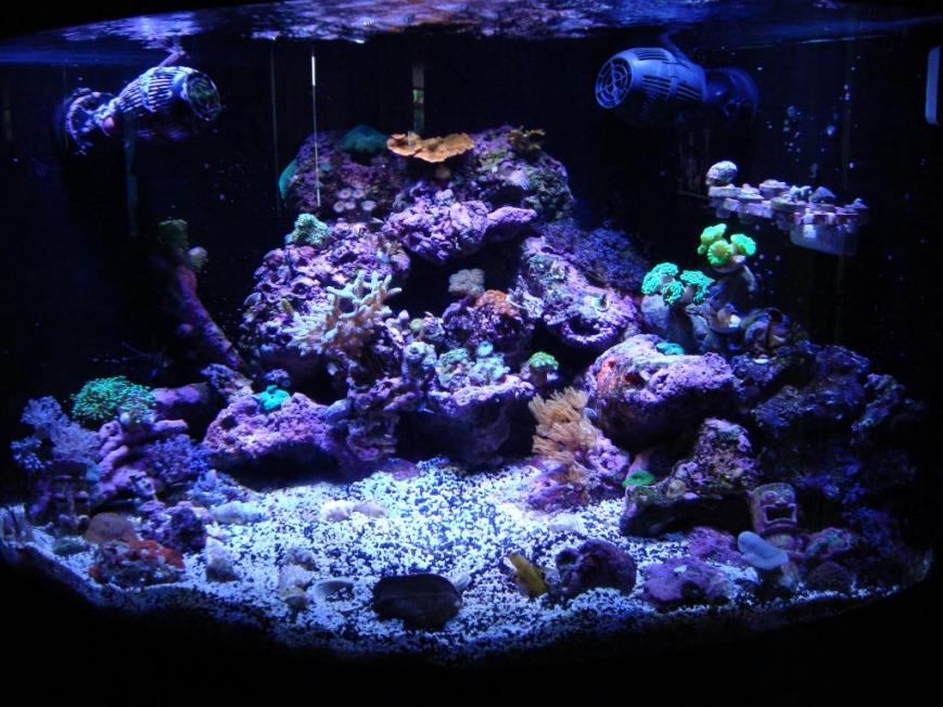 Build Thread - Kelly's Mixed Reef | REEF2REEF Saltwater and Reef ...