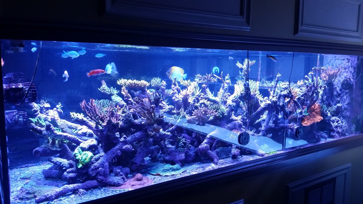 tank17.jpg