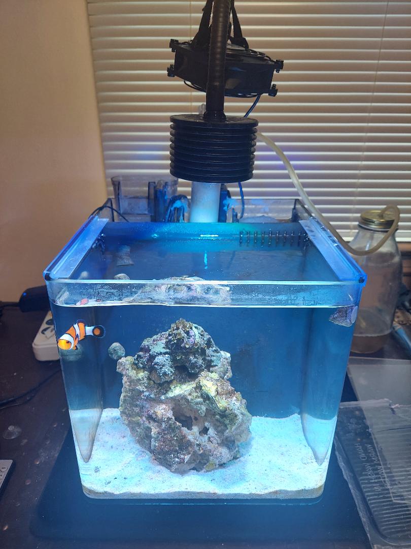 Imagitarium 3.7 sales gallon tank