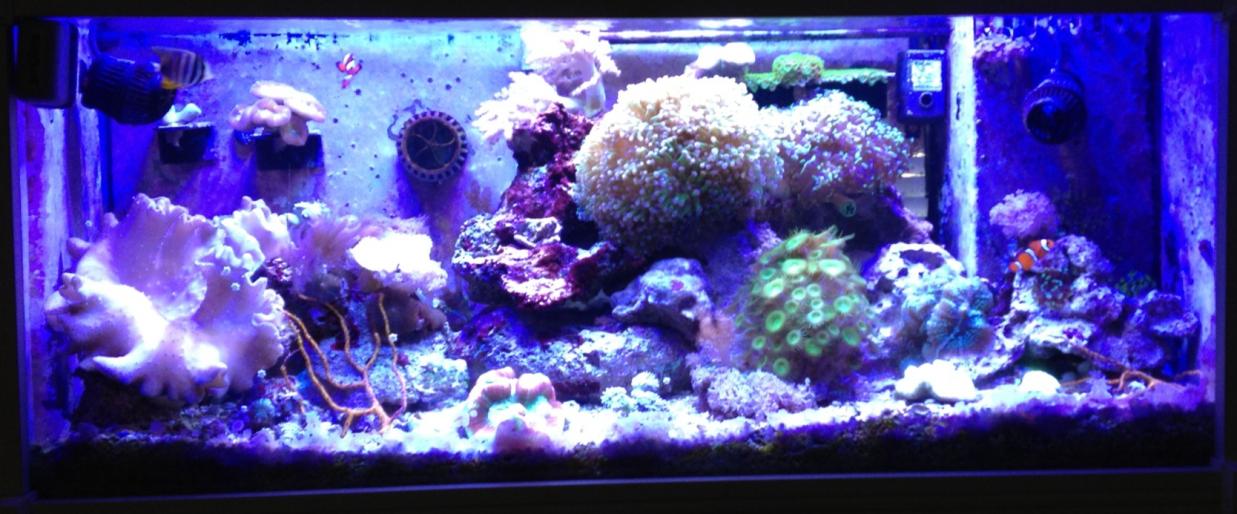 tank2.jpg