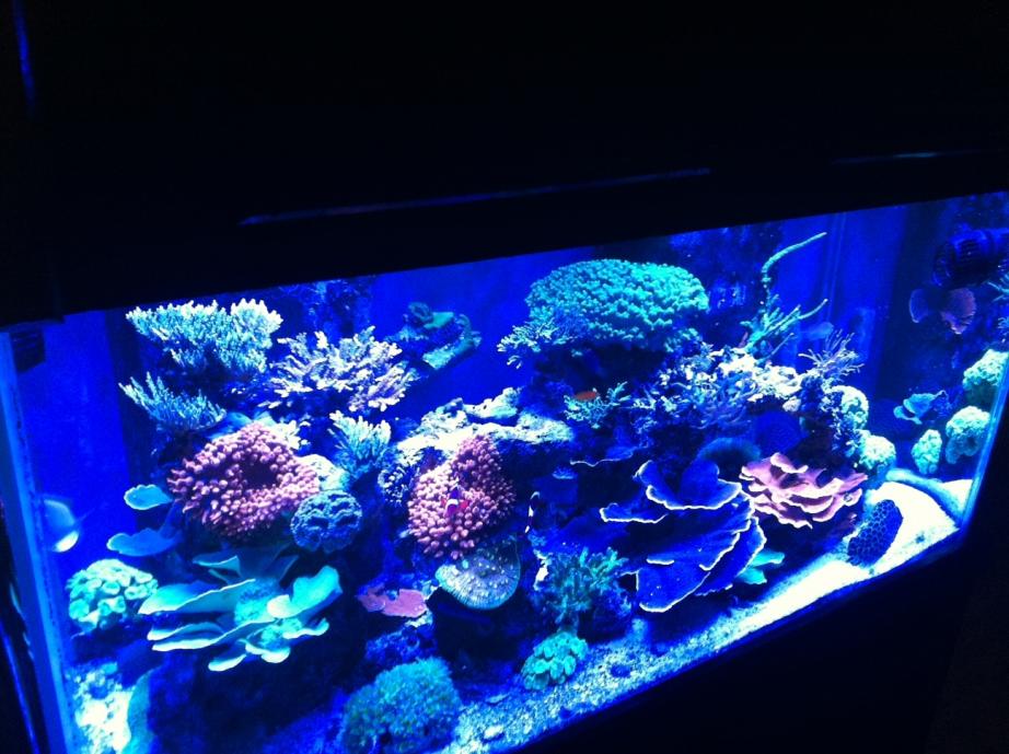 TANK2.jpg