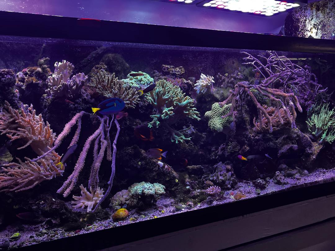 Tank2.jpg