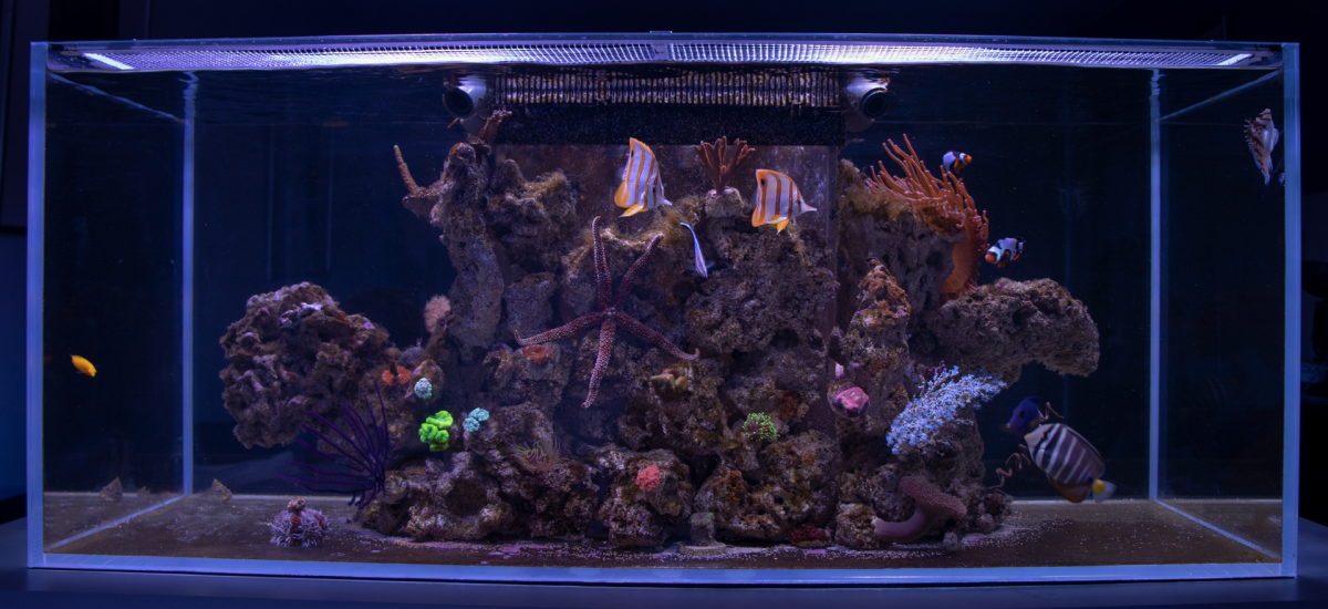 Tank3.png