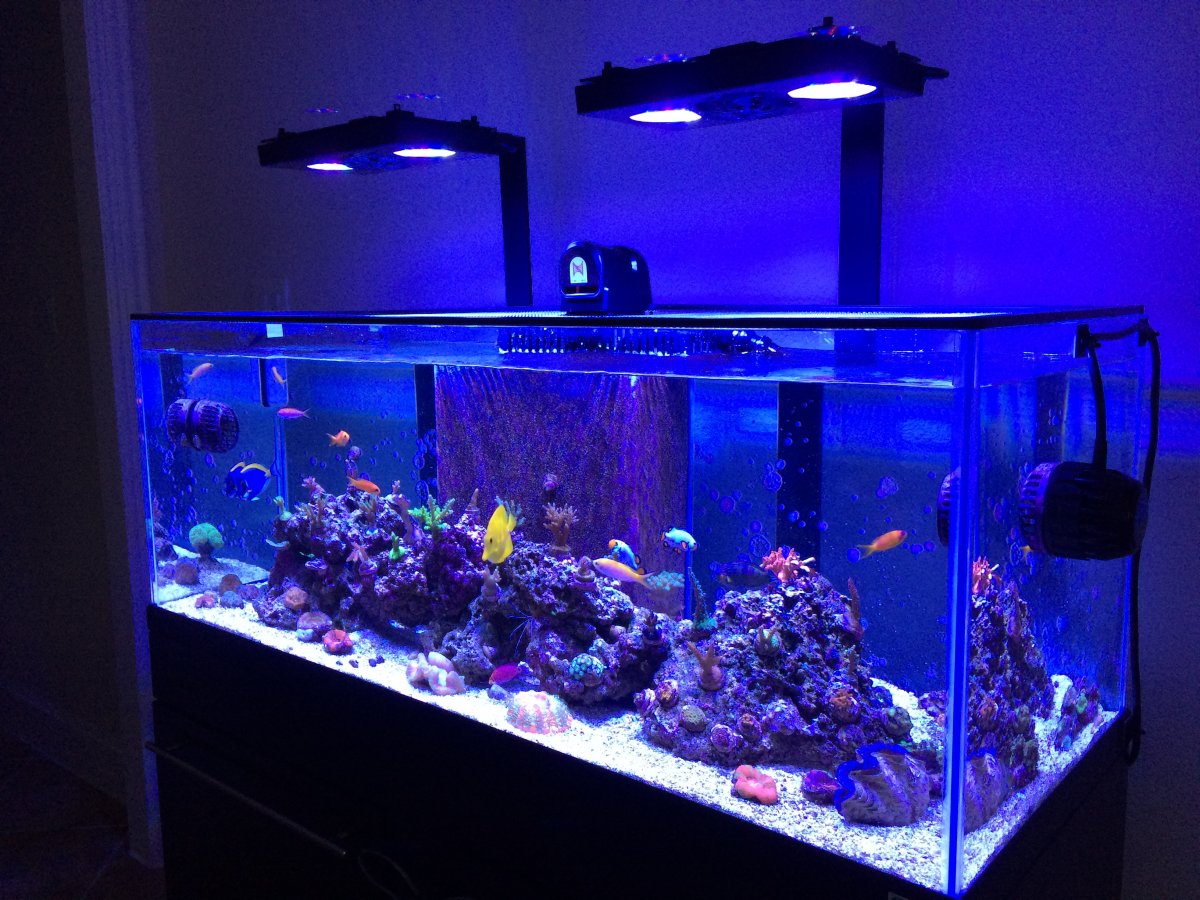 New Wave Auto >> 65 gallon custom rim-less reef aquarium | REEF2REEF Saltwater and Reef Aquarium Forum New Wave Auto >> 65 gallon custom rim-less reef aquarium | REEF2REEF Saltwater and Reef Aquarium Forum