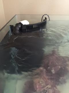 tank6.jpg