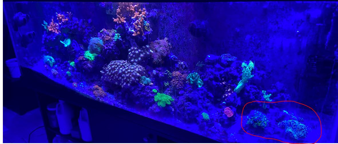 tank_euphyllia.JPG