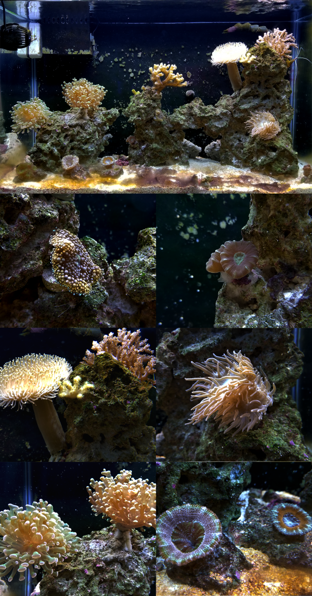 tankupdate.png