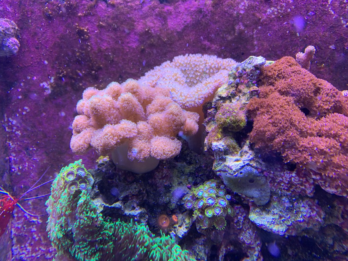taodstool.jpg