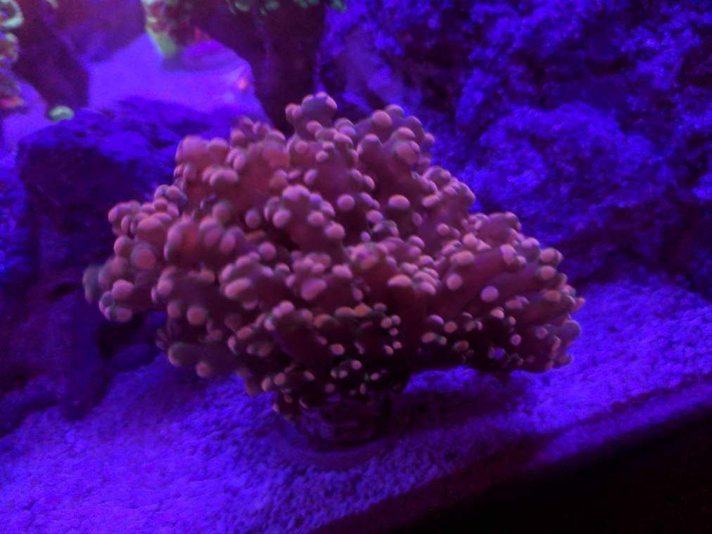 tapatalk_1518230677635-jpeg.671403