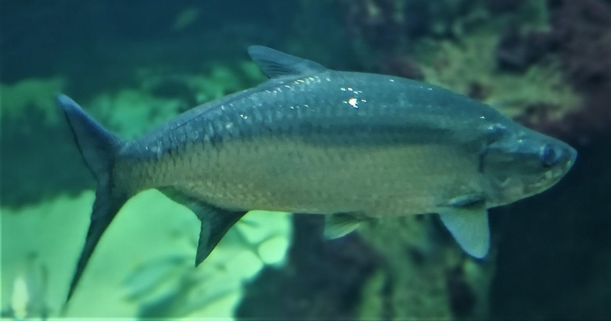 tarpon.jpg